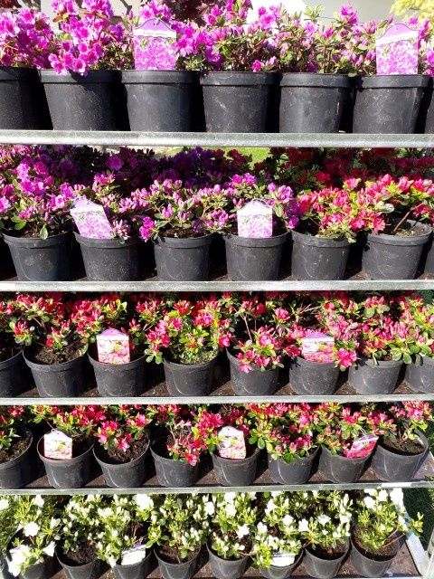 Azalia Japońska Rhododendron dużo odmian doniczka 2L