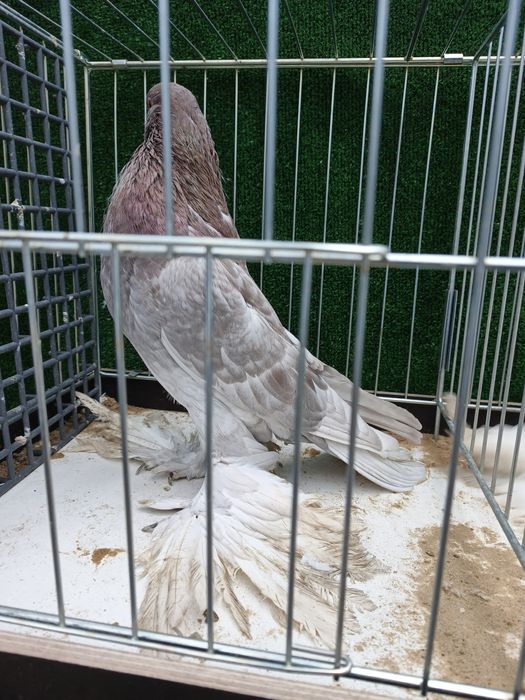 Garłacze pomorskie w kolorze