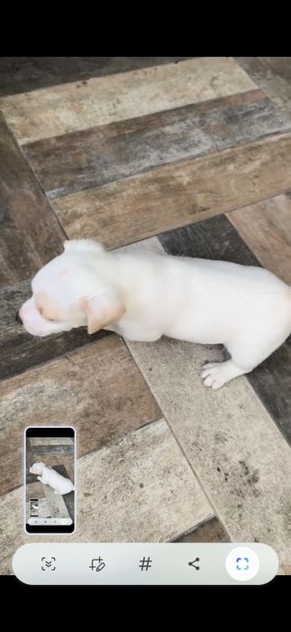 Jack russel terrier