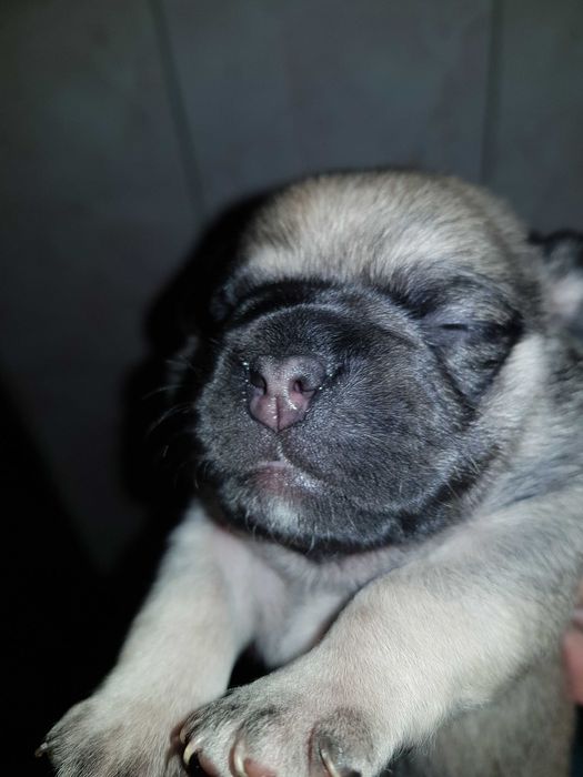 Продам щенков мопса 2500