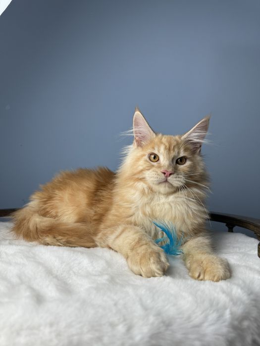 Яркий рыжий мальчик мейн кун 4 месяца крупная линия