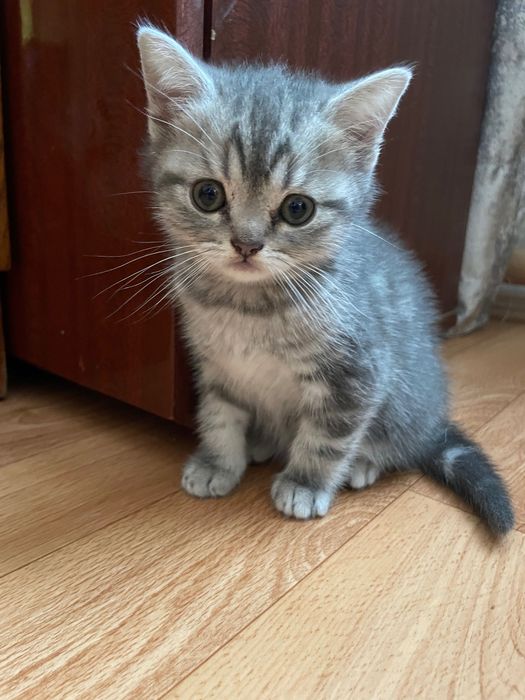 Шотландські котята