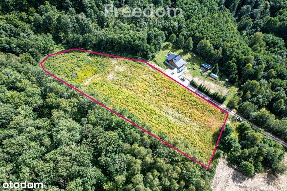 Widokowa działka 1,09 ha pod lasem – Nawsie, cisza - Widok 3