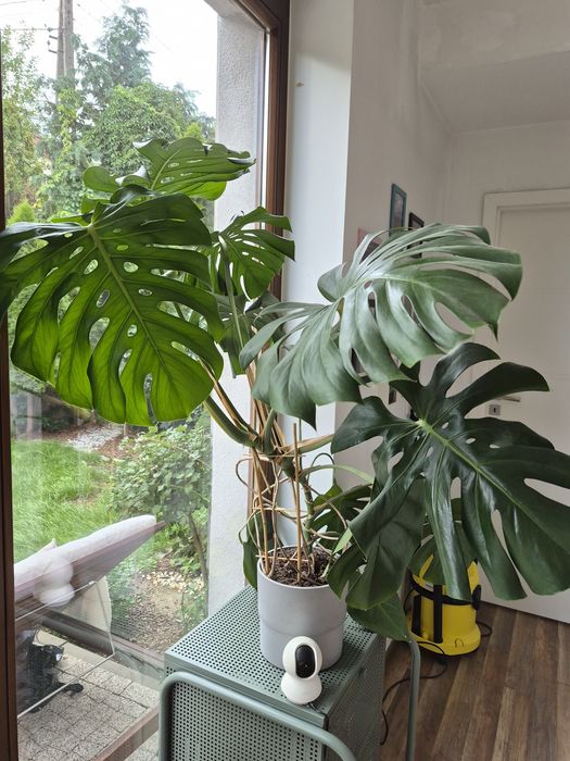 Duża  efektowna Monstera