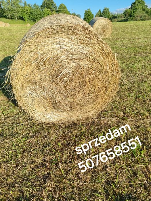 Sprzedam bele siana