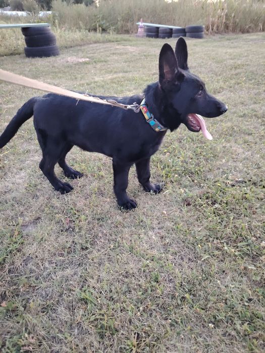 Східноєвропейські вівчарки