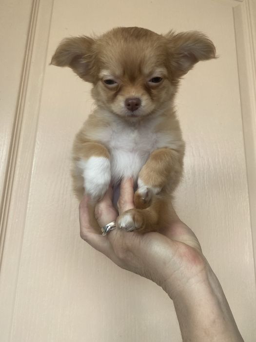 Дівчинка чихуахуа