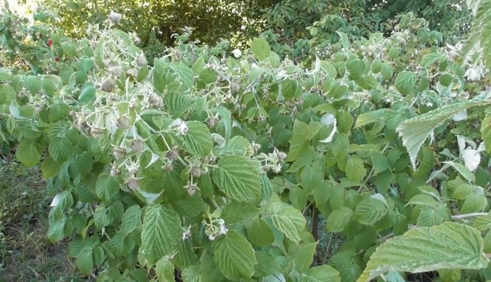 Малина Джоан Джей