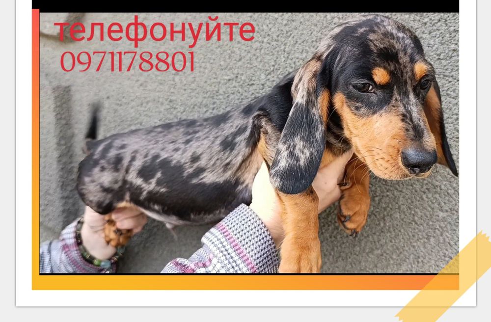 Хлопчик міні такса мраморного забарвлення