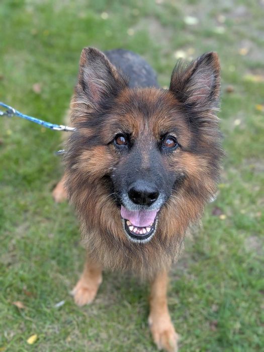 Bramba - cudwona suczka owczarek niemiecki do adopcji!