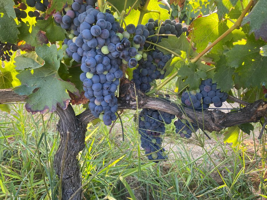 Uvas para vinho