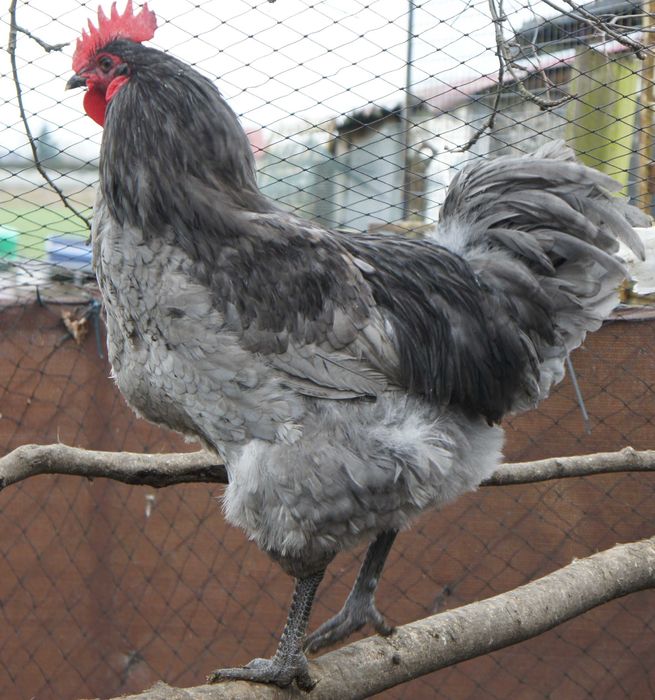 Sprzedam koguty Jersey Giant