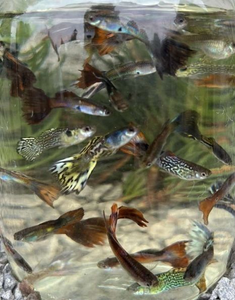 Рибки,рибки , рибки