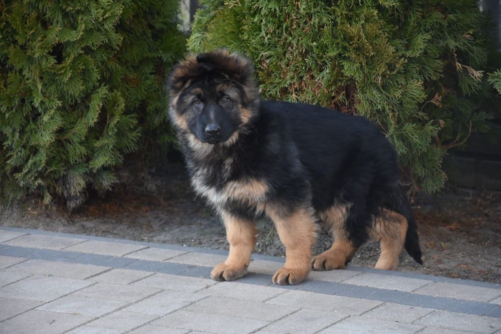 Owczarek Niemiecki Długowłosy