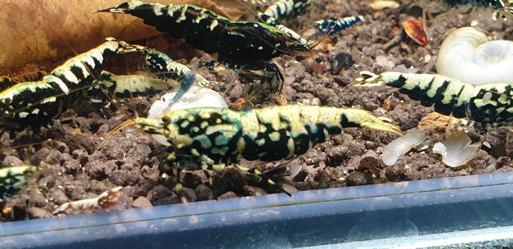 Krewetki galaxy okazja