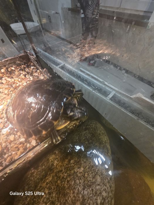 Sprzedam zówia samiczka wodno lodowe zapraszam