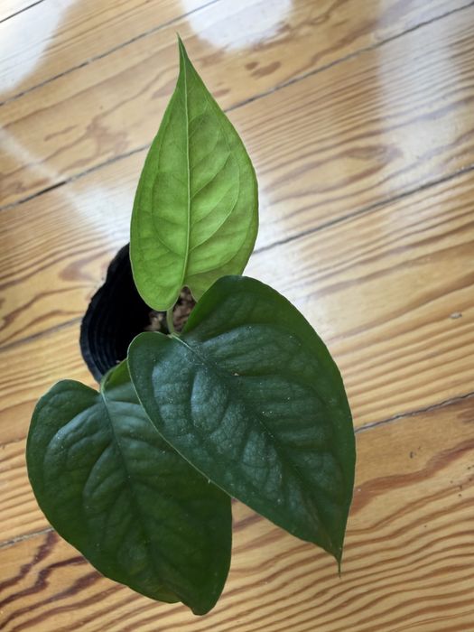 Monstera Siltepecana