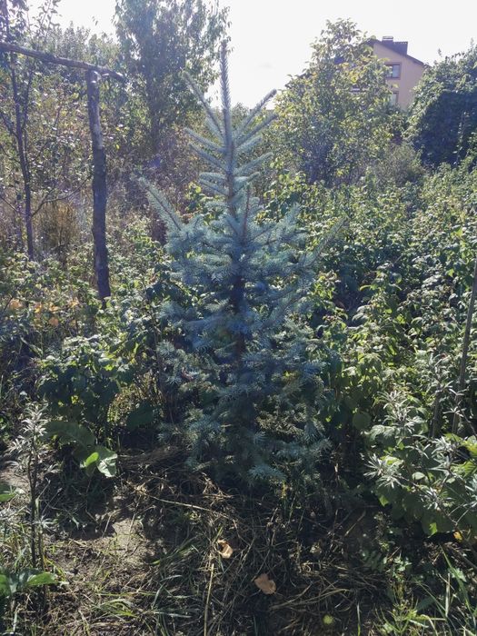 Ялинка голуба 1.8м