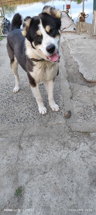 Кобель алабай на случку (вязку)