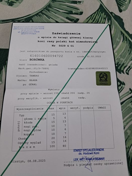 Sprzedam ogierka zimnokrwistego