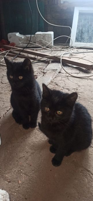 Милі котенята ласкаві друзі