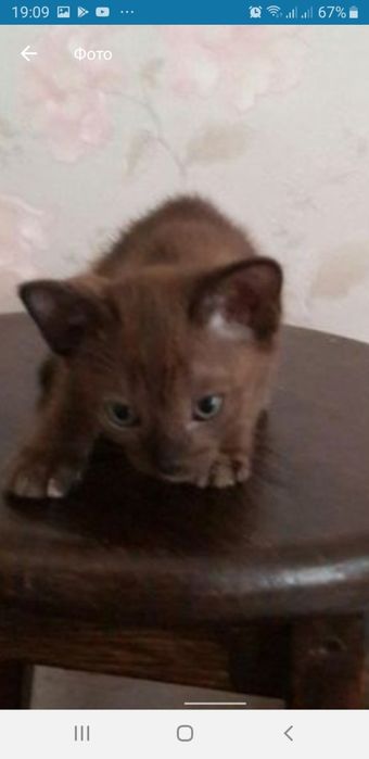 Бурманские котята (бурма)