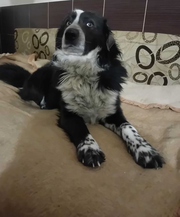 МАРМУРОВИЙ Бордер Колі 18 міс. хлопчик