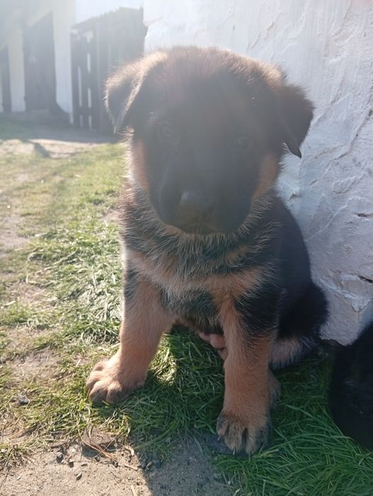 Німецька вівчарка, цуценята