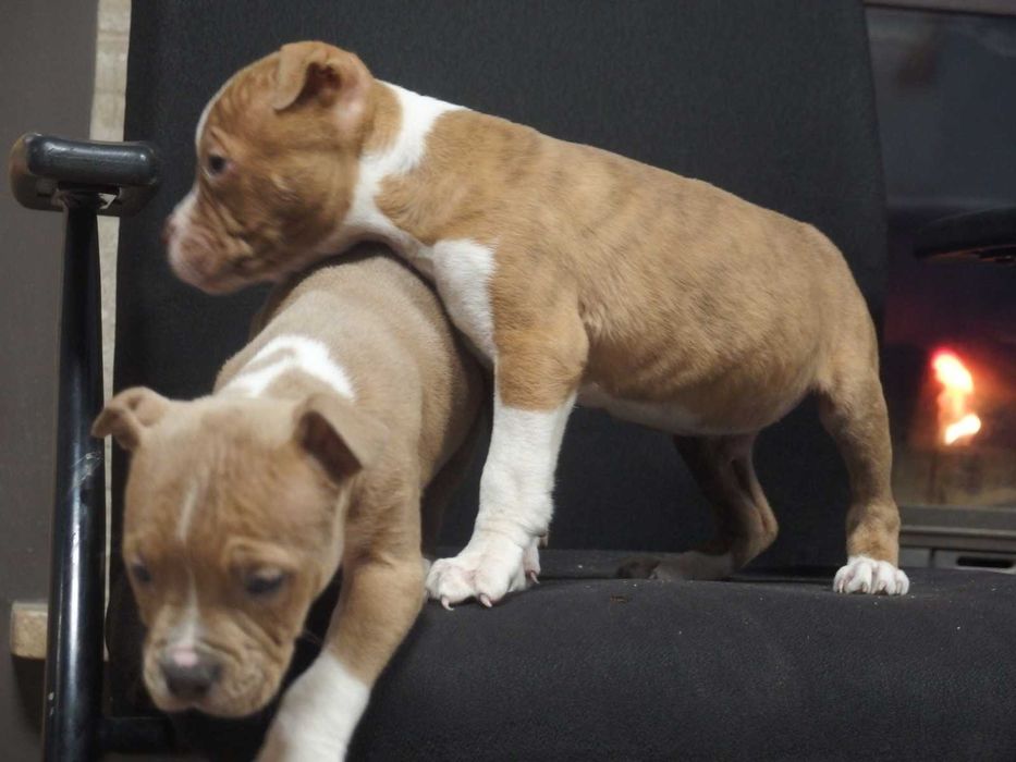 American Staffordshire Terrier Amstaff Suka