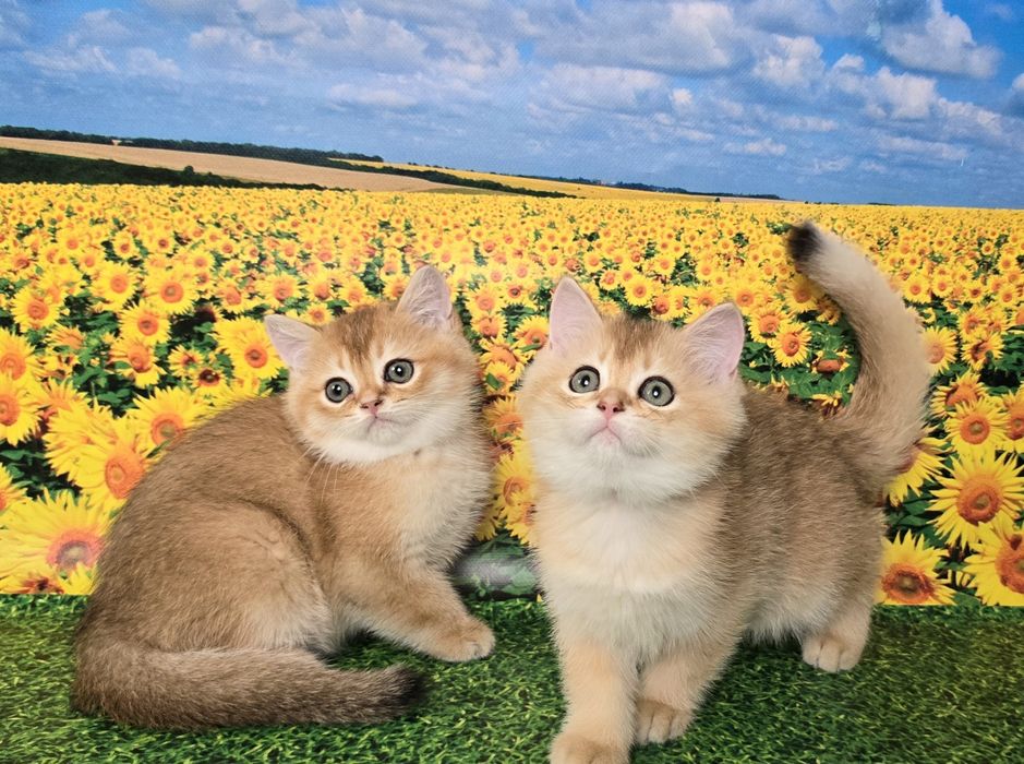 Сладкая парочка- золотые котята