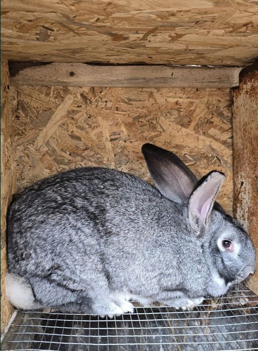 Кролі , кроленята Шиншила, термонська біла ,каліфорнійські, полтавське