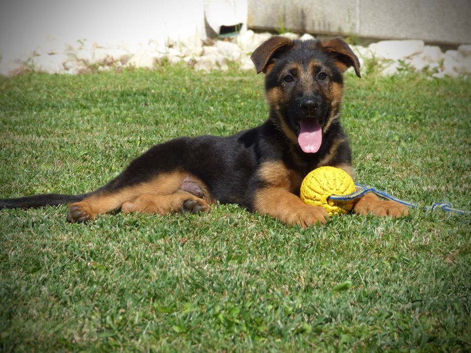 Cachorros pastor alemao