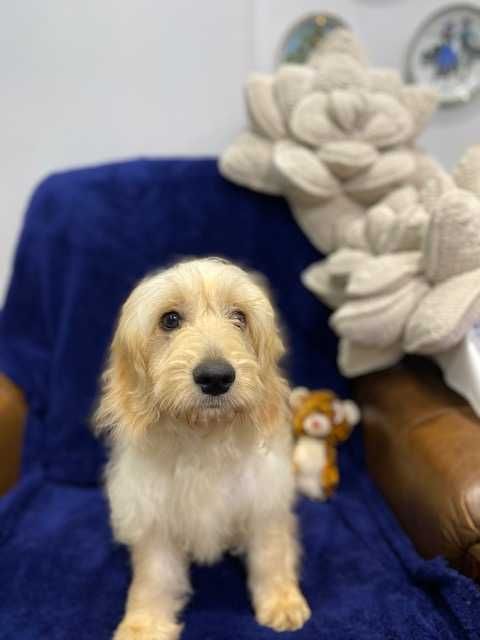 Sprzedam pięknego cockapoo