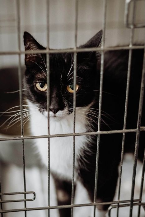 Delikatna koteczka do pilnej adopcji