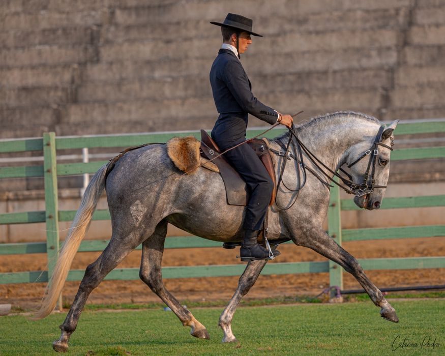 Poldro Lusitano de 4 anos