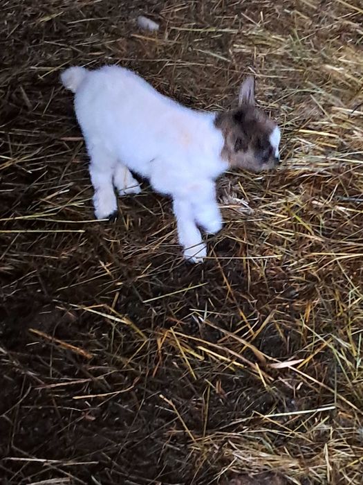 Barracão do Espanhol