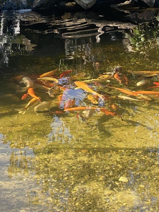 Glony w oczku wodnym, preparat do walki z glonami Algo Split 5 kg