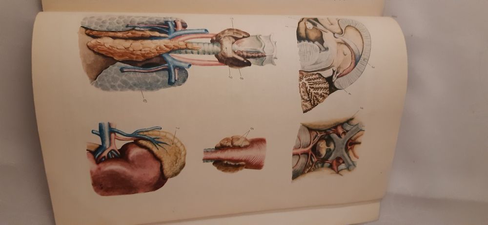 Mały atlas anatomiczny prof. Witold Sylwanowicz