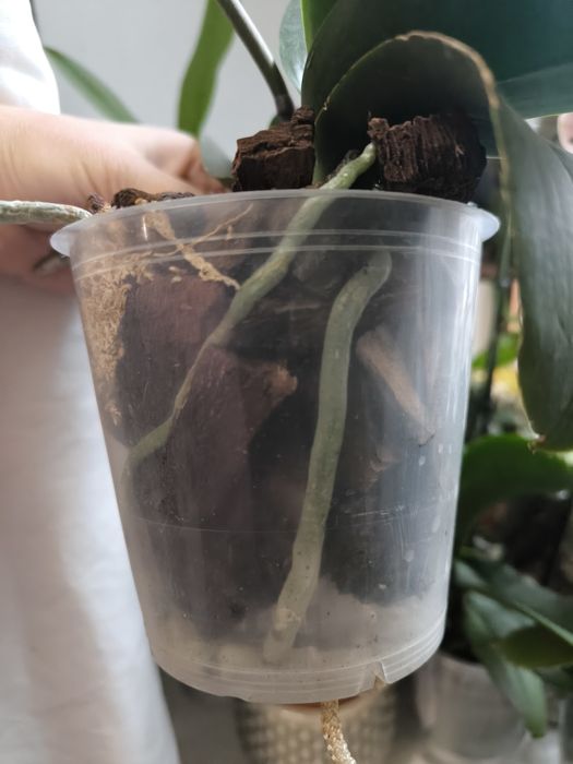 Орхідея мультіфлора