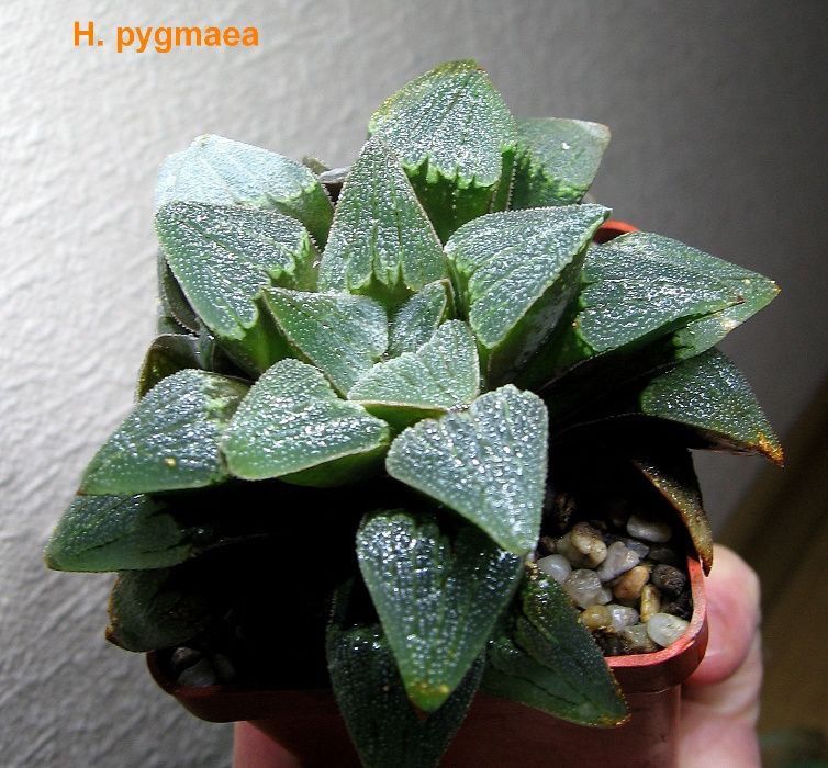 Хавортия (Haworthia  Chocolate)