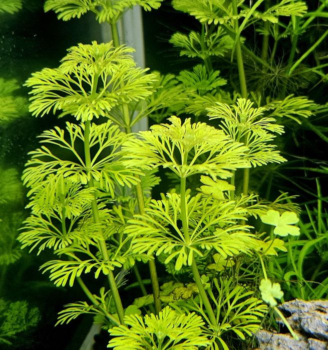 Rośliny akwariowe - bez ślimaków