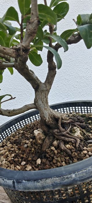 Romanzeira Bonsai