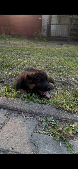 Szczeniak rasy owczarek niemiecki