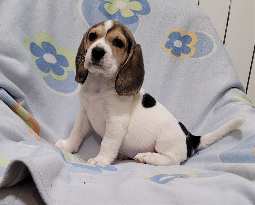 Cachorrinha beagle tricolor