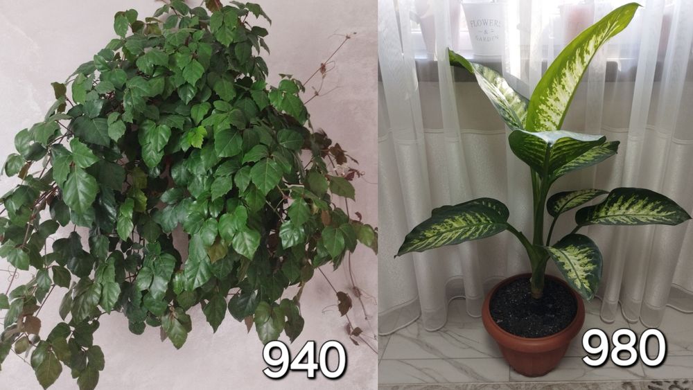 Продам кімнатні  вазони