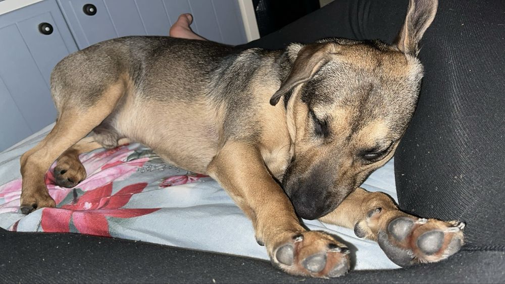 Oddam Pieska w dobre ręce