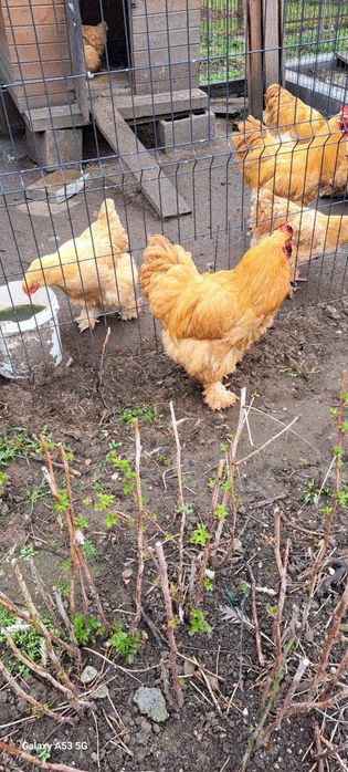 Na zamówienie Jaja lęgowe kochin olbrzymi