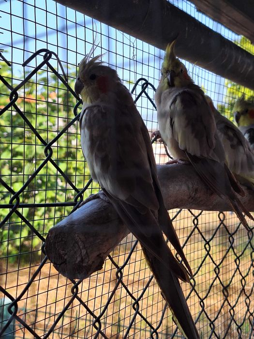 Caturras não sexadas