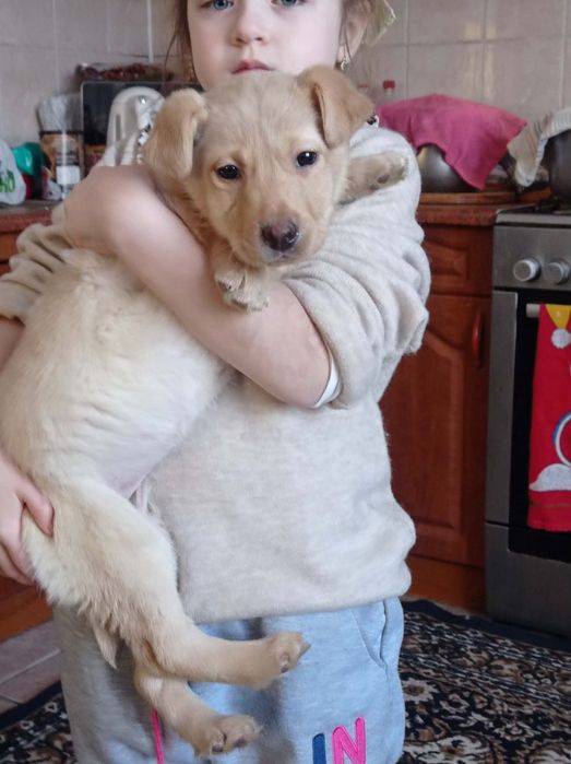 Цуценята золотистого ретривера