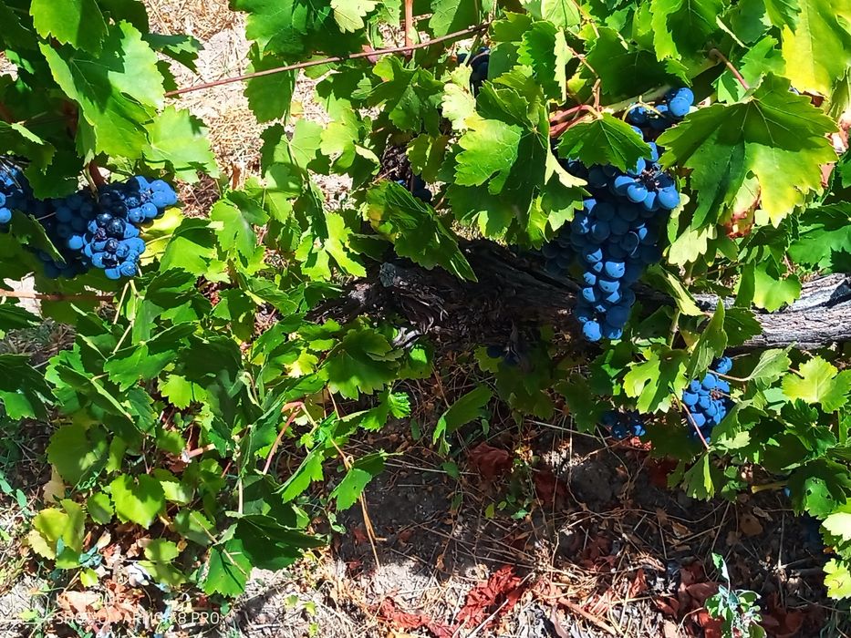 Venda de uvas para vinho